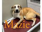 Mazie 28433 Shepherd (Unknown Type) Adult Female