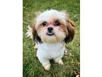 Isabella Shih Tzu Adult Female