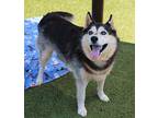 Naomi - PENDING ADOPTION Adult Female