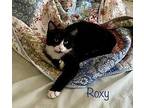 Roxy Domestic Shorthair Adult Female