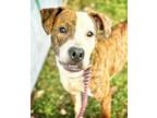 Arie American Pit Bull Terrier Young Female