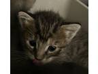 Marigold Domestic Shorthair Kitten Female