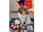 TX/Forest S (Adoption Pending) Brittany Puppy Male