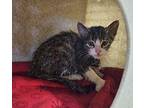 Slick Domestic Shorthair Kitten Male