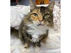 Delila Domestic Longhair Adult Female