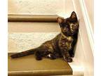 Naomi Domestic Shorthair Kitten Female