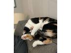 Monarch Domestic Shorthair Young Female