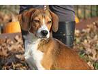 Sandwich (Photos 11/24/2023) Beagle Adult Male