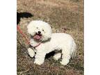 Wonder Bichon Frise Adult Female