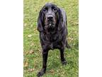 Raven Bloodhound Young Female