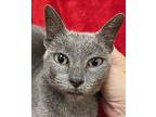 Seagull Russian Blue Adult Female