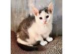 Crystal Domestic Shorthair Kitten Female