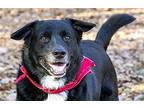 HAPPY TRUCKER Labrador Retriever Senior Male