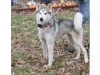 Nova Husky Adult Female