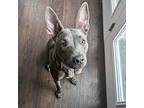 Kalea American Pit Bull Terrier Young Female