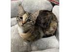 Cookie Domestic Shorthair Young Female