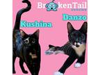 Danzo & Kushina Domestic Shorthair Young Male