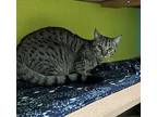Cara Domestic Shorthair Young Female