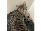 Grand Teton Domestic Shorthair Young Female