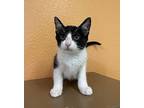 Lizzie Domestic Shorthair Young Female