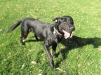 Diesel Labrador Retriever Young Male