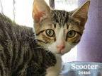 Scooter - $55 Adoption Fee Special Domestic Shorthair Young Female