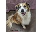 Tucker Border Collie Adult Male