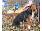Pastrami (Photos 11/24/2023) Beagle Adult Male
