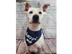 Adopt Rocky B a Retriever, Staffordshire Bull Terrier