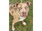 Queen American Pit Bull Terrier Adult Female