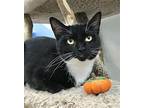 Socks Domestic Shorthair Adult Female