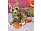 Amber Domestic Shorthair Kitten Female