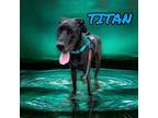 Adopt Titan a Great Dane