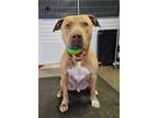 Adopt MAX a Pit Bull Terrier