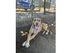 Adopt Hero a Pit Bull Terrier, Mixed Breed