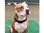 Pixie American Pit Bull Terrier Adult Female