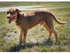 Ozzie Mixed Breed (Large) Young Male
