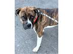 Sadie, active & adorable! Boxer Young Female