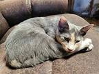 Lydia Domestic Mediumhair Kitten Female