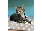 Zilla Domestic Shorthair Young Male