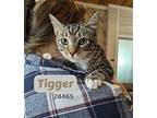 Tigger - $55 Adoption Fee Special Domestic Shorthair Young Male