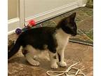 Brenna Domestic Shorthair Kitten Female