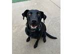 Shadow Labrador Retriever Young Female