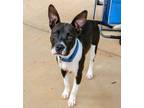 Adopt Clark Kent a Terrier, Pit Bull Terrier