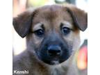 Kenshi-8499 Mixed Breed (Medium) Puppy Male