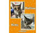 Narissa Domestic Shorthair Kitten Female