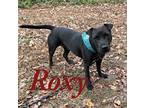 Roxy 122653 Adult Female