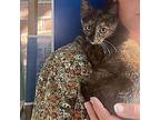 Snickers American Shorthair Kitten Female