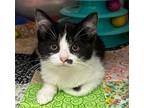 Neil Domestic Shorthair Kitten Male