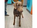 Archie Doberman Pinscher Adult Male